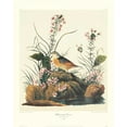 thumbnail image 2 of Audubon, John James 20x24 White Modern Wood Framed Museum Art Print Titled - Yellow-Winged Sparrow (decorative border), 2 of 4