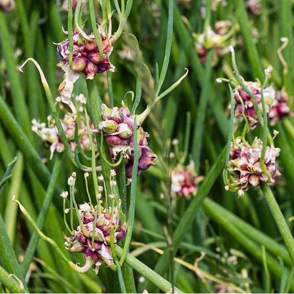 50 Onion Seeds Top Sets Egyptian Walking Onions for Planting, Onion Perennial Seeds for Outdoor Garden