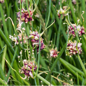 How to Grow Egyptian Walking Onions (My Favorite Perennial Onion) - Garden Betty How to Grow Egyptian Walking Onions (My Favorite Perennial Onion) - Garden Betty
