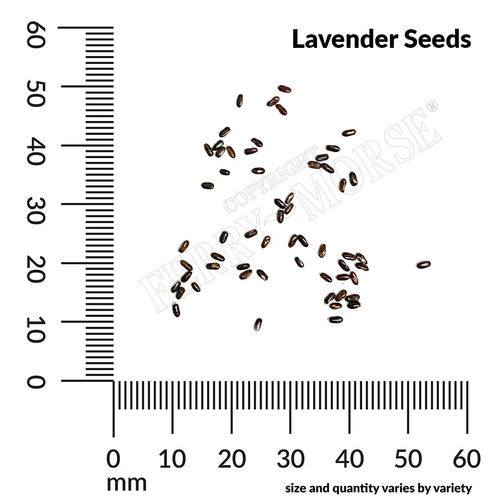 Ferry-Morse 150MG Lavender True Perennial Herb Seeds, Full Sun