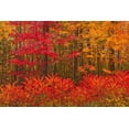 thumbnail image 2 of Jaynes Gallery 24x17 Black Ornate Wood Framed with Double Matting Museum Art Print Titled - Canada-New Brunswick-Woodstock Forest in autumn foliage, 2 of 4