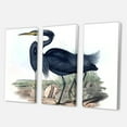 thumbnail image 3 of Designart ' Ancient Australian Birds III ' Traditional Canvas Wall Art Print, 3 of 3