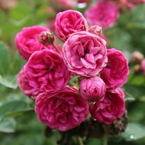Heirloom Roses - Kendyl Marie Polyantha Rose Bush