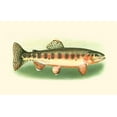thumbnail image 2 of Unknown 14x10 Black Ornate Wood Framed with Double Matting Museum Art Print Titled - River Trout II, 2 of 4