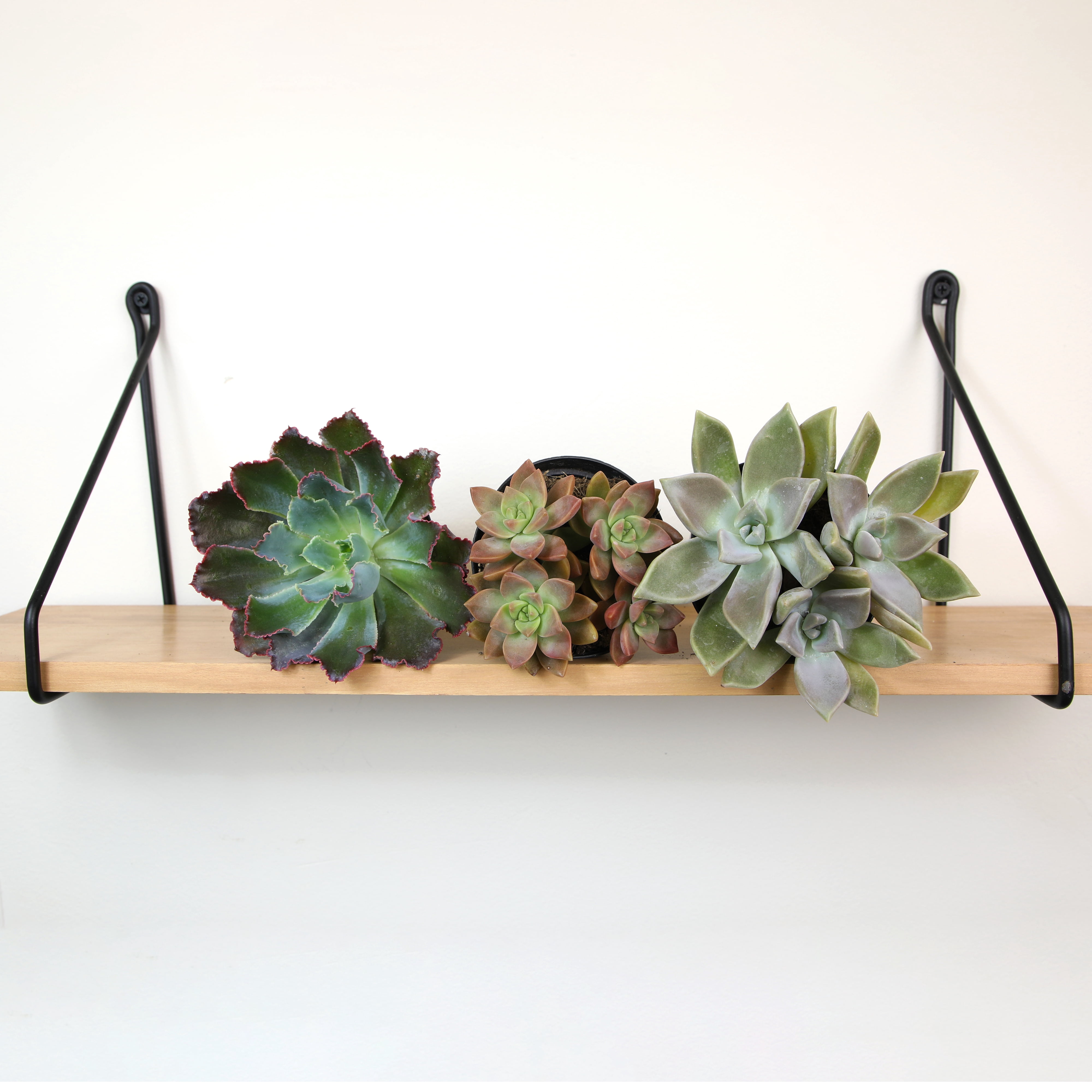 Altman Plants Pet-safe Succulents (3-pack) Easy Care Indoor Plants in 3.5 in. Grower Pots