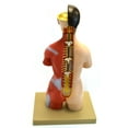 thumbnail image 2 of Eisco Labs Adult Torso Anatomical Model with Head, 16 parts, Half-Size, Approx. 18" Height, 2 of 3