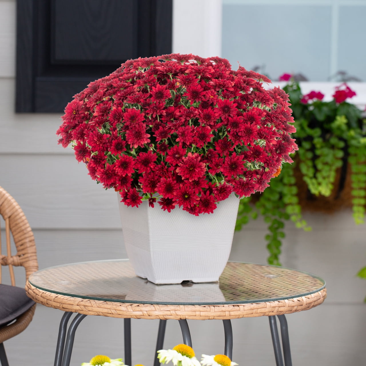 Expert Gardener Pint Red Garden Chrysanthemum Plant Sun