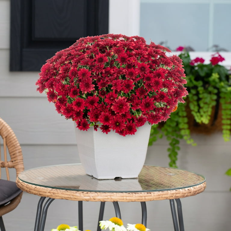 Expert Gardener 1Gal Red Garden Chrysanthemum Plant Decorative Square Pot  Sun