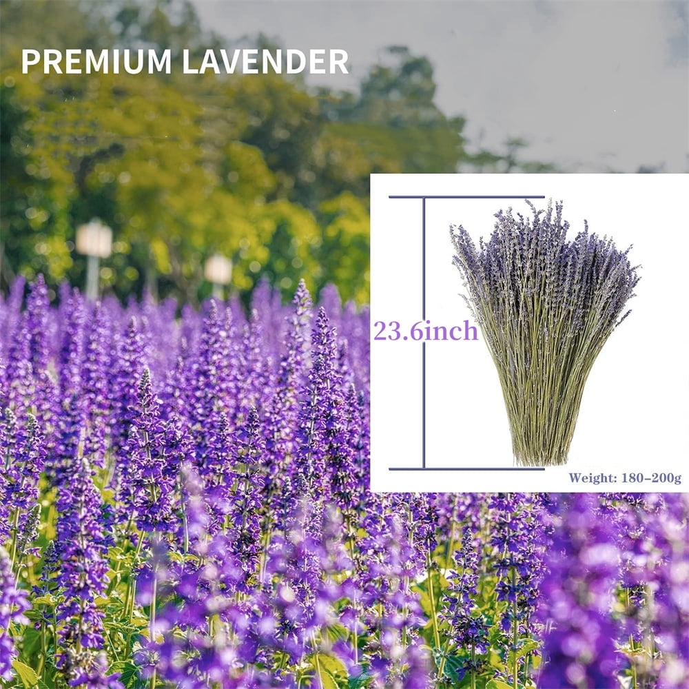 2 Pack Pure Natural Dried Lavender Flowers,Dried Flower Bundles for DIY Craft,Perfect Gift for Girls Women,Real Dried Lavender Bouquet,for Farmhouse Garden Home Decor