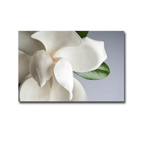 Premium Photo Studio - Magnolia by Photo Studio Premium Gallery-Wrapped Canvas Giclee Art - 12 x 18 in.