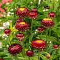 thumbnail image 2 of 100 Seeds-Strawflower Seeds-Purple Red-#K003-Authentic Seeds-Flowers-Seeds-Rose seeds-Herb seeds-Vegetable Seeds-Mix Seeds for Plant- B3G1, 2 of 5