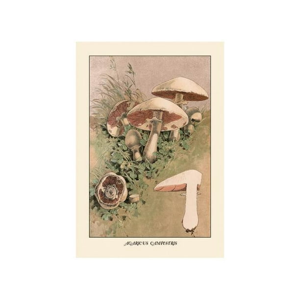 Agaricus Campestris Print Unframed Paper Poster Giclee 20x29 Walmart Com Walmart Com