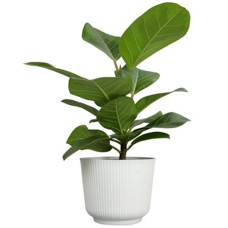 Element Variegated Ficus Altissima in 6" White Decor Pot (Approx 15" Tall) Live Plant