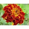 thumbnail image 2 of 500 Mixed Colors FANCY MIX Pot MARIGOLD Calendula Officinalis Flower Seeds, 2 of 4