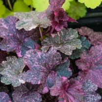 Midnight Rose Coral Bells Heuchera Dormant Bare Root Perennial Plant, 1-Pack