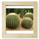 thumbnail image 1 of VERDE OVAL Prickly Pear Pantalla de escritorio de pared de fotograma cuadrado, 1 of 4