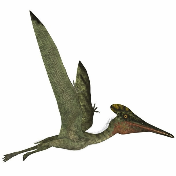 pterodactyl types