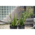 thumbnail image 3 of Aloe camperi: Deep Green Foliage, Yellow Orange Flower Succulent, 3 of 5