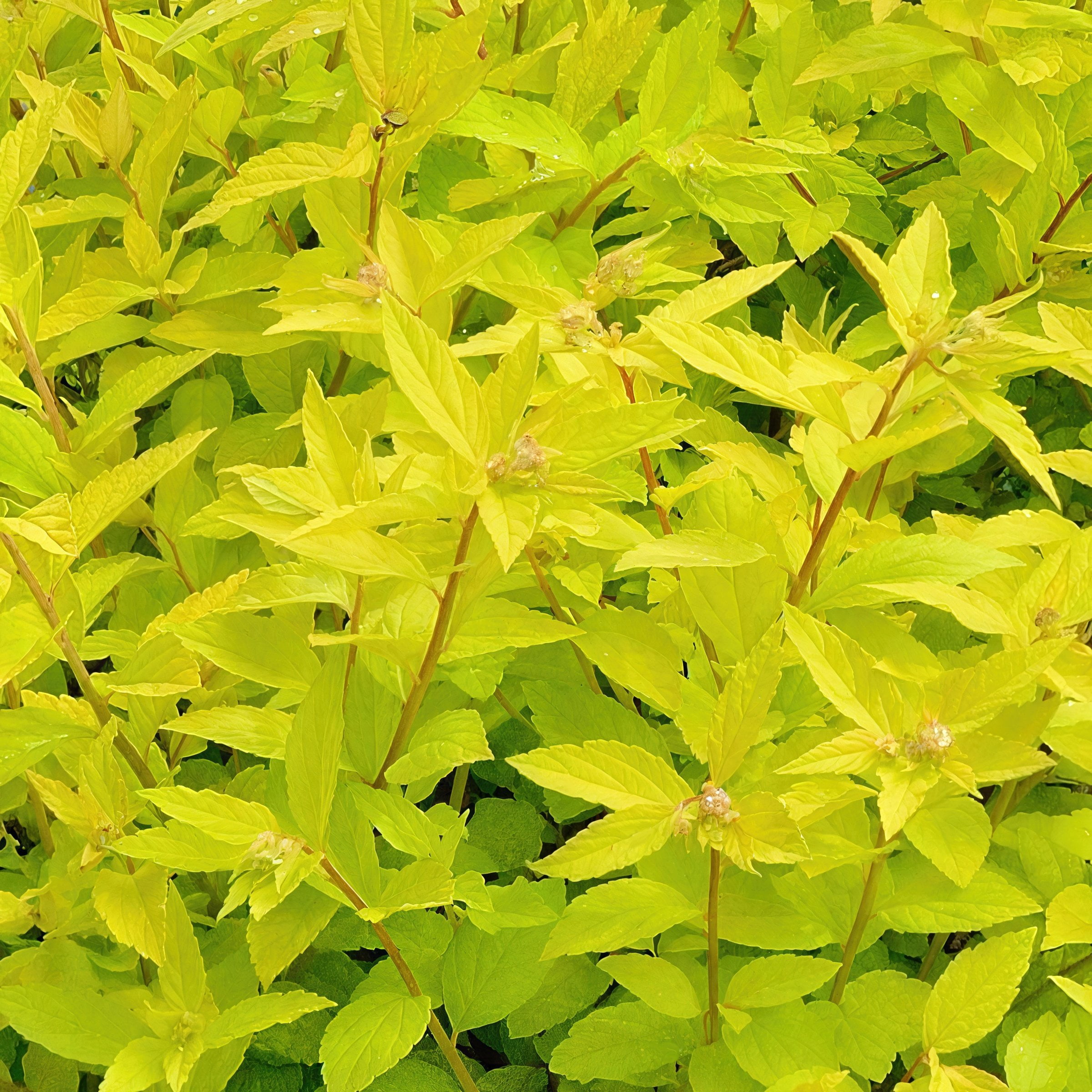 National Plant Network 3 gal. Spirea Goldmound Shrub