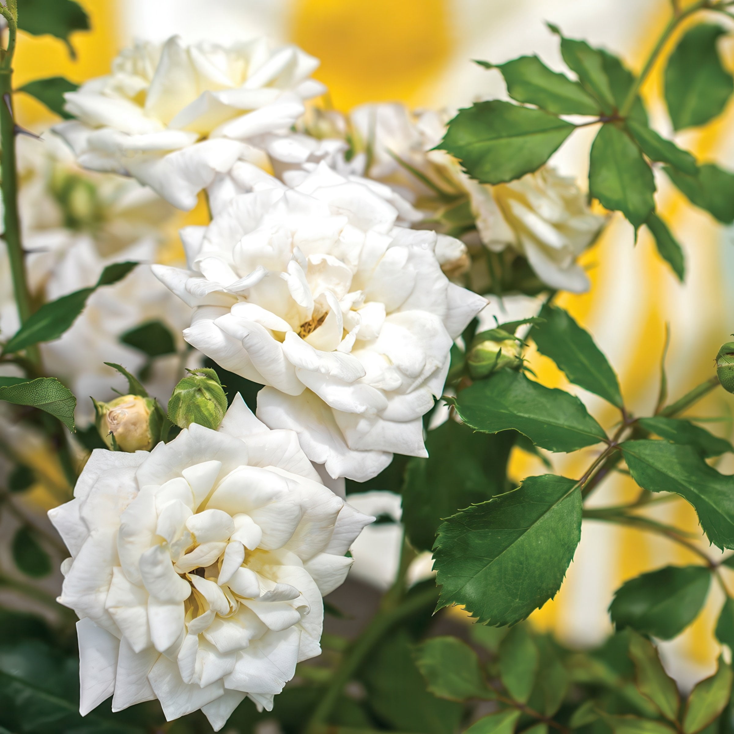 National Plant Network 3 gal. Drift Rose Lemon