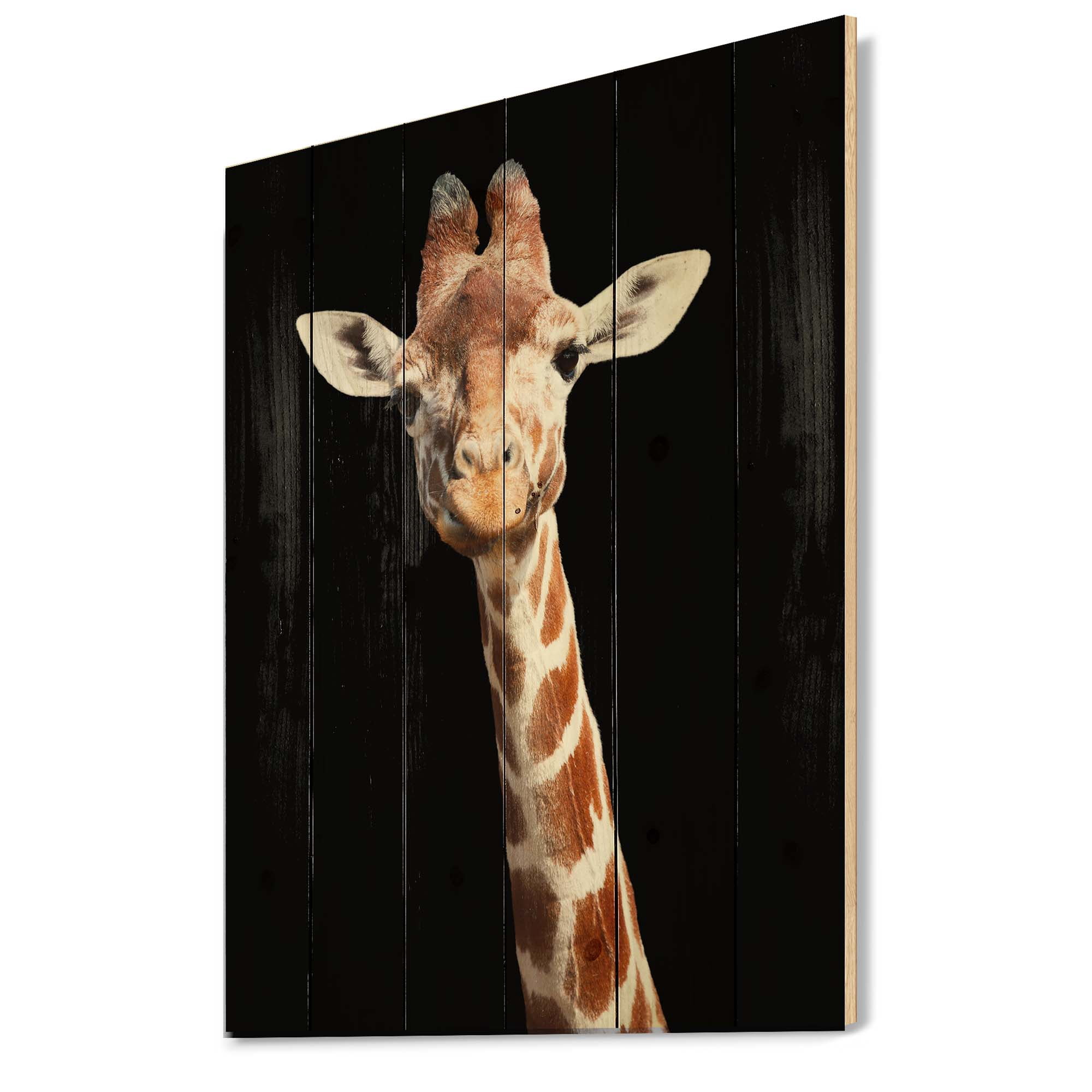 Designart 'Close Up Portrait Of A Giraffe On Black V' Farmhouse Print on Natural Pine Wood