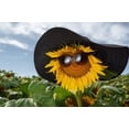 thumbnail image 2 of 25 EBONY & GOLD SUNFLOWER Helianthus Annuus Flower Seeds, 2 of 10