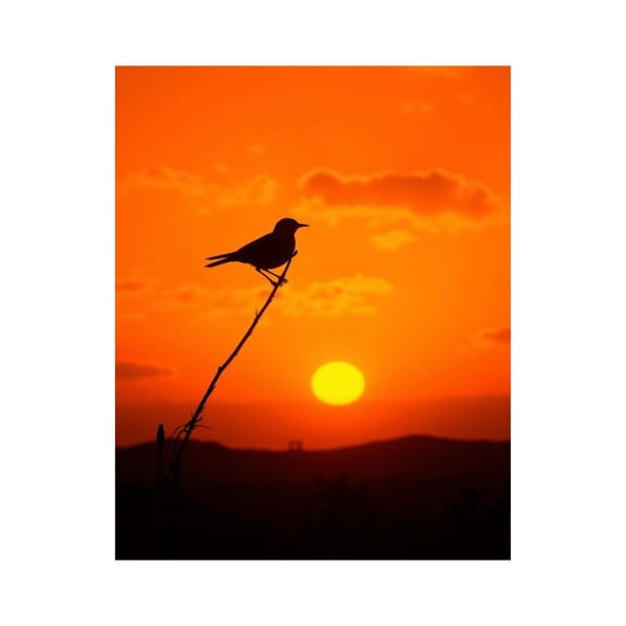 Paint by Numbers Kit for Adults, Sunset Bird Silhouette Sky View Paint by Numbers, Easy Paint by Numbers Kit for Adults Beginner, DIY Adult Paint by Number Kits on Canvas, 12x16in Home Decor