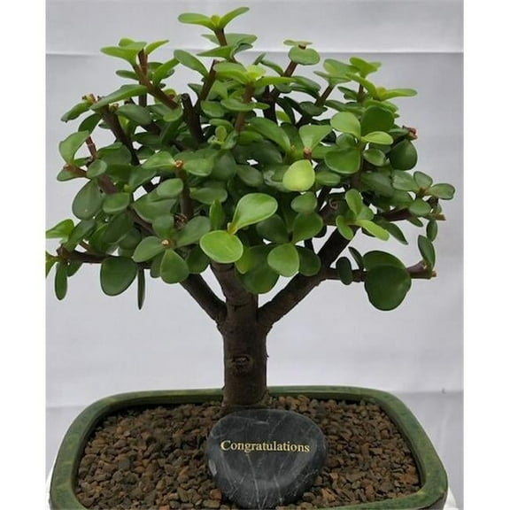 Bonsai Boy e3239 Personalized Skipping Stone - Congratulations