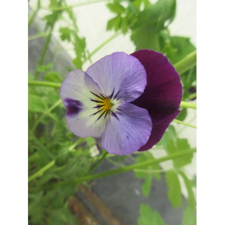 Johnny Jump Up Seeds/ Annual/ Full Sun/400 Seeds 1/2 Gram/ Zellajake Farm and Garden - B85