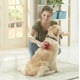 thumbnail image 3 of Cepillo de Aseo para Perros Franklin Pet Supply Azul Autolimpiante para Perros de Pelo Corto, 3 of 6