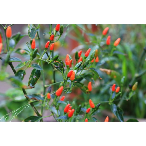 Seeds - Hot Pequin Pepper- 20 Seeds  -Super Hot Spicy Flavor- all natural - vegetable Seed garden heirloom -Piquin