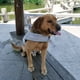 thumbnail image 4 of Chaleco salvavidas para perros, traje de baño de tiburón para mascotas, ropa de seguridad para mascotas, 4 of 8