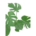 thumbnail image 2 of Artographie Studio 11x14 White Modern Wood Framed Museum Art Print Titled - Monstera Green 02, 2 of 4