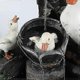 thumbnail image 3 of Garden Animal Statue Fountain Solar Led Light Garden Art Deco Outdoor Garden SculptureB, 3 of 5