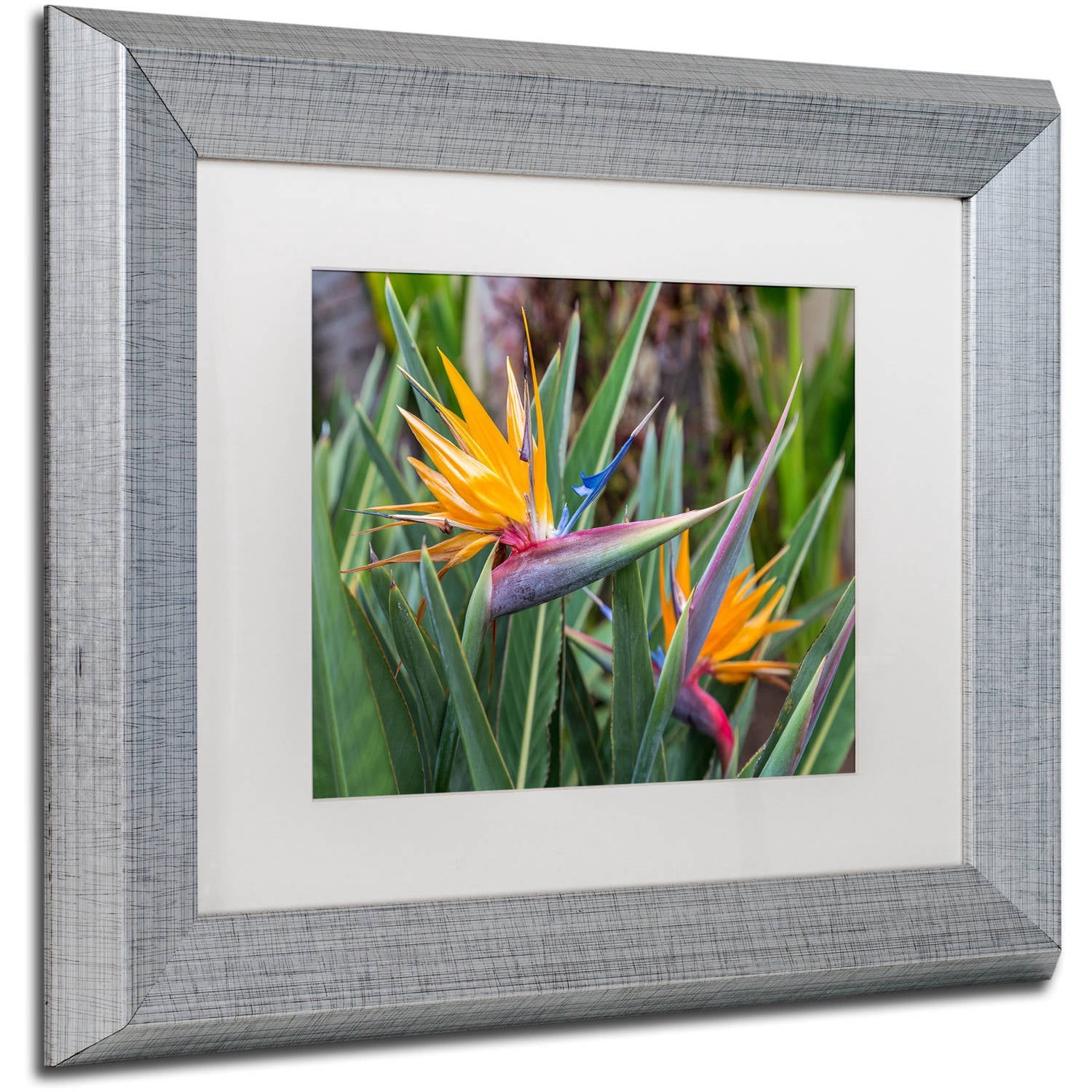 Trademark Fine Art 'Two Birds of Paradise' Canvas Art by Pierre Leclerc, White Matte, Silver Frame