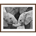 thumbnail image 2 of Art.com African Elephant Calves (Loxodonta Africana) Holding Trunks, Tanzania Photographic Print, Brown Frame Wall Art, 29" x 23", 2 of 5