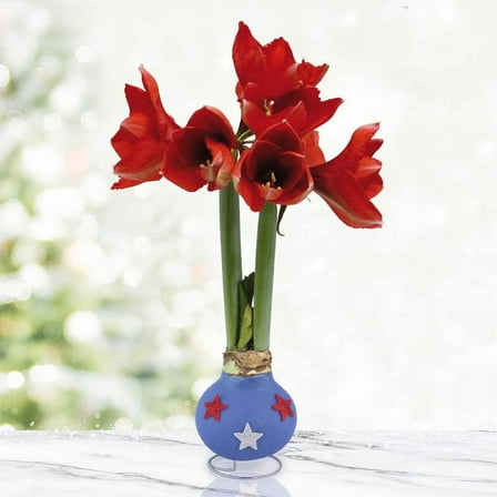 Freedom Waxed Amaryllis Flower Bulb with Stand, No Water Needed, Real Live Flowers - Just Needs Sunlight