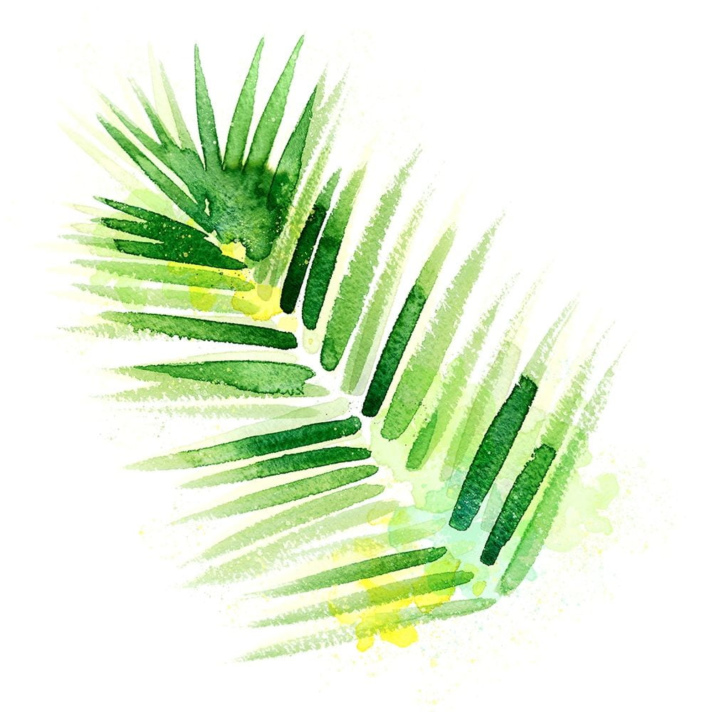 Tropical Icons Palm Frond Poster Print by Northern Lights (24 x 24)