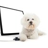 BuddyLux Group Light Therapy