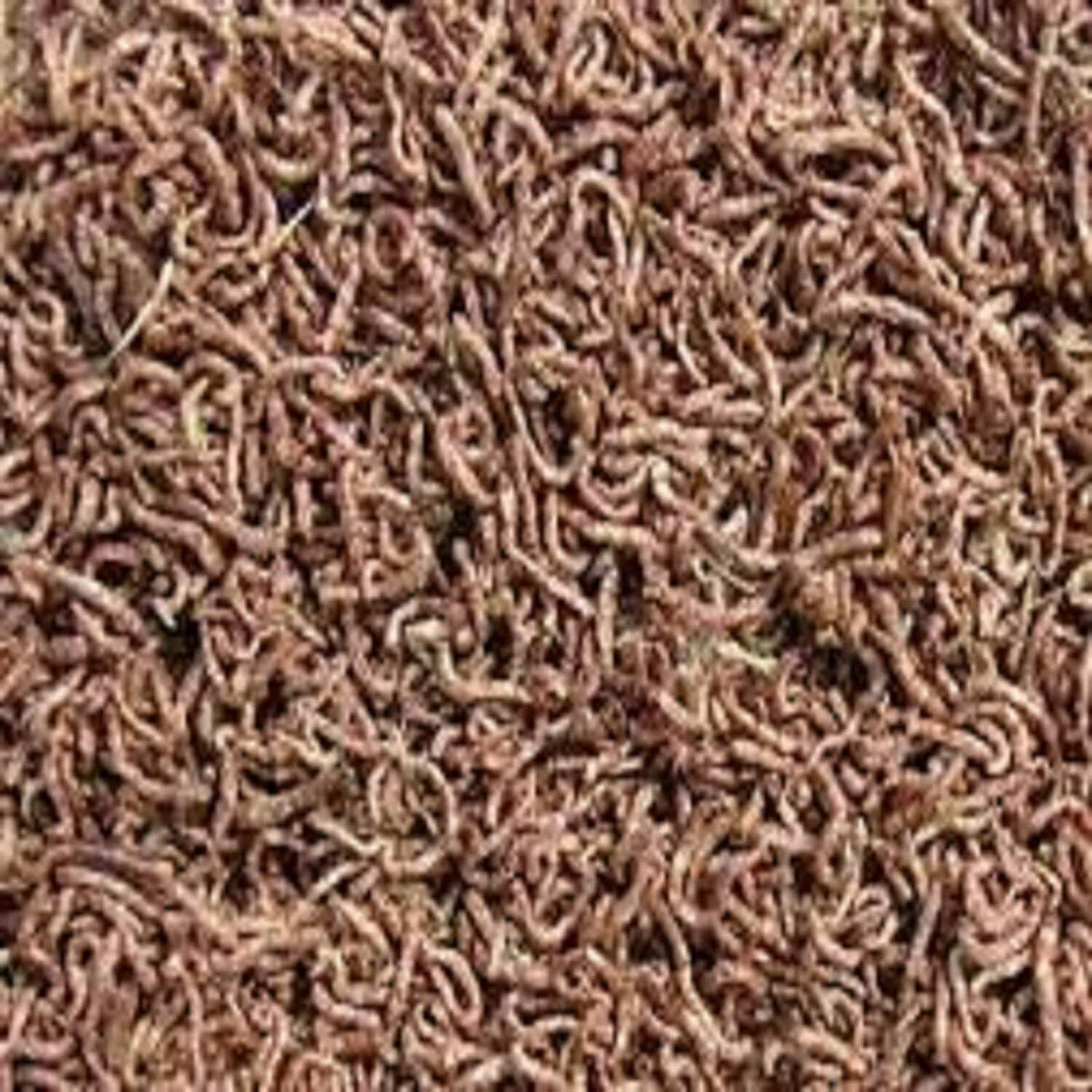 5oz Bloodworms, Freeze Dried Fresh Grade A Floating Bloodworms for All Tropical Fish, Bettas, Discus, Cichlids, Community Fish, Turtles, Carnivore Tropical Fish, Carnivorous Plants. 5oz Bag