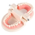 thumbnail image 2 of Modèle de Dents, Éducation Dentaire Anti-Rouille pour Démonstration de Brossage des Dents, 2 of 8