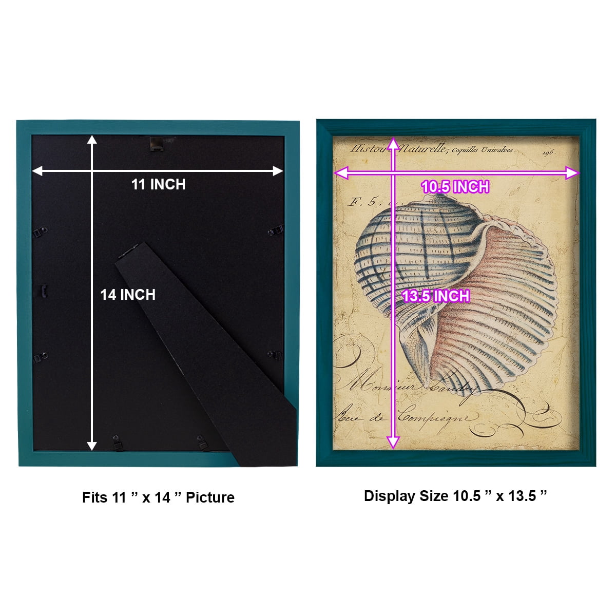 Seashell Ephemera V - Framed Print w/glass - Ocean Blue