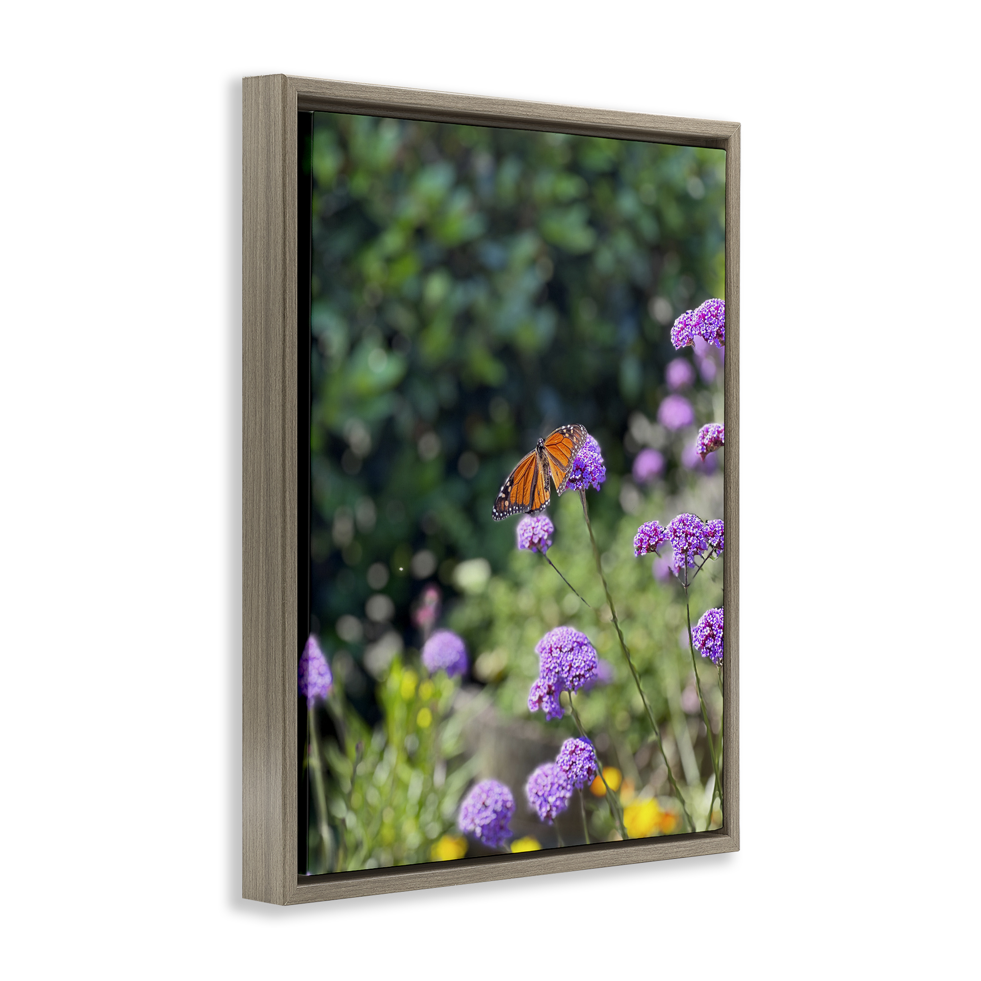 Stupell Industries Butterfly in Meadow Animals & Insects Photography Brown Floater Framed Art Print Wall Art, 25 x 31