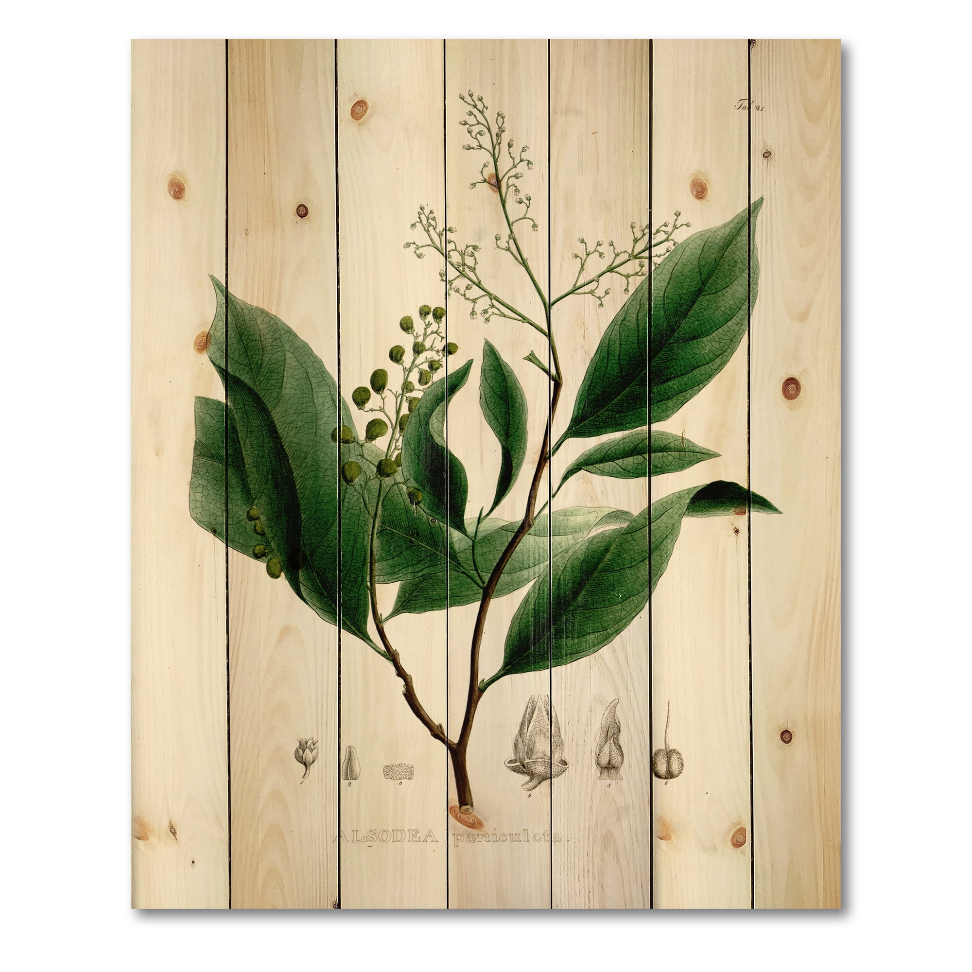 Designart 'Ancient Brazilian Plant II' Traditional Print on Natural Pine Wood