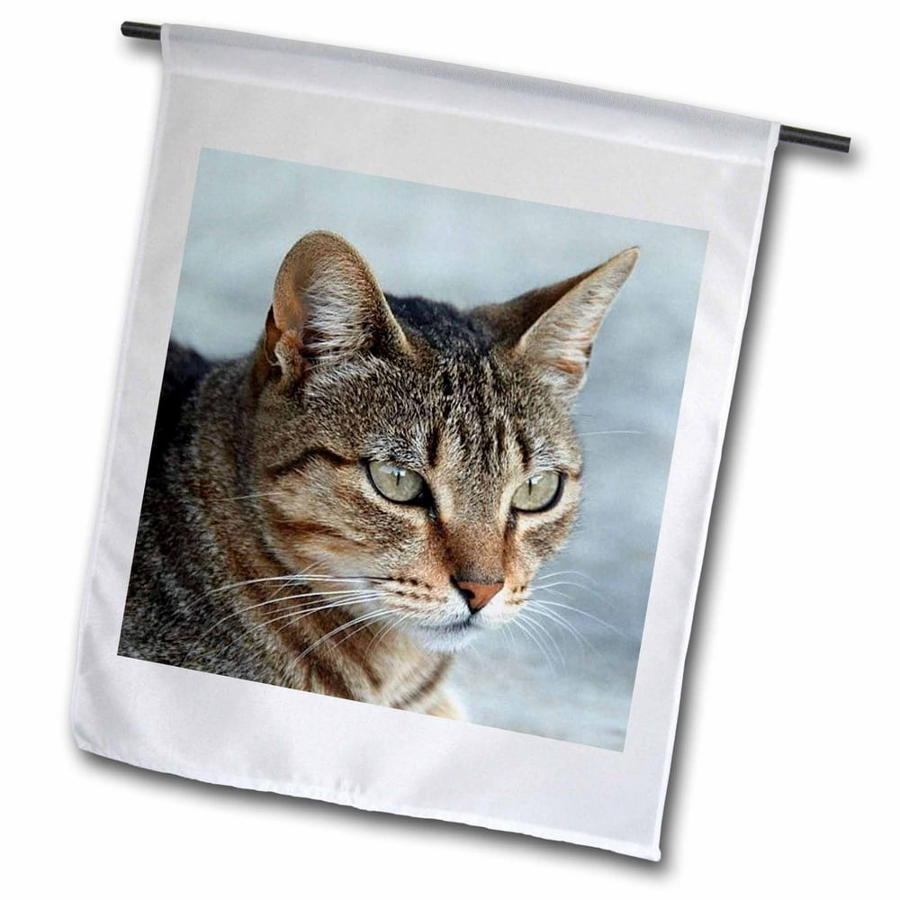 3dRose Cat Tabby Cat Garden Flag, 12 by 18inch