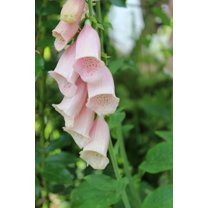Pink Foxglove Digitalis Cut Flowers Premium Seed Packet