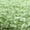 Green 6 Pairs, variant on 6 Pairs Fluffy Socks Fuzzy Socks for Women Fleece Fluffy Cabin Plush Warm Sleep Soft Cozy Winter Adult Socks Bed Floor Socks Winter Pure Color Slipper Socks