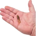 thumbnail image 2 of PowerBait® Pre-Rigged Atomic Teasers, 2 of 4