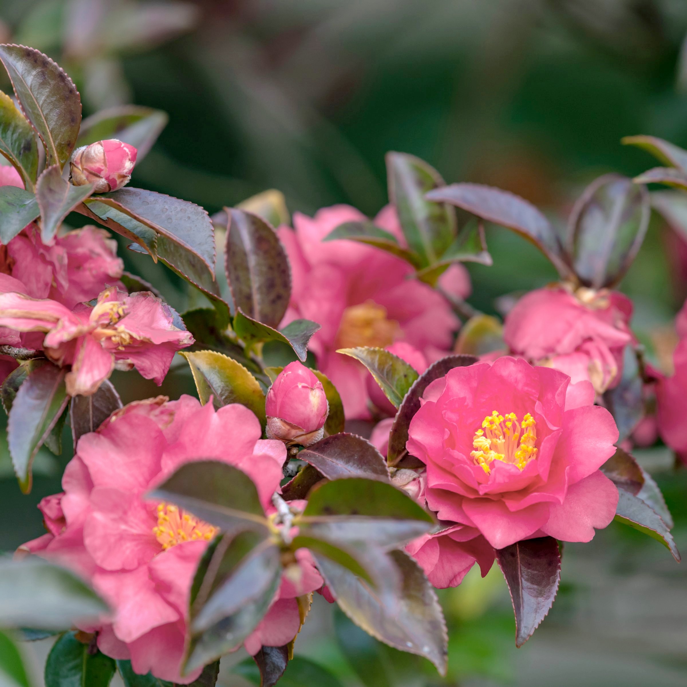 National Plant Network 1 gal. Camellia Sasanqua October Magic Carpet Shrub