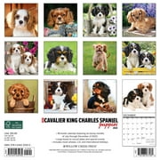 Just Cavalier King Charles Spaniel Puppies 2024 12 X 12 Wall Calendar (Other)